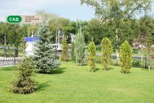Озеленение участка - Нова